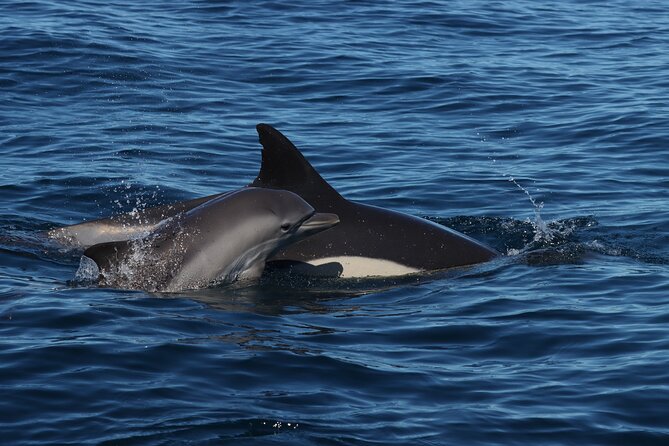 Dolphins & Benagil Caves with Biologist guide - Carvoeiro and Ferragudo: when the trip turns from caves to coastline