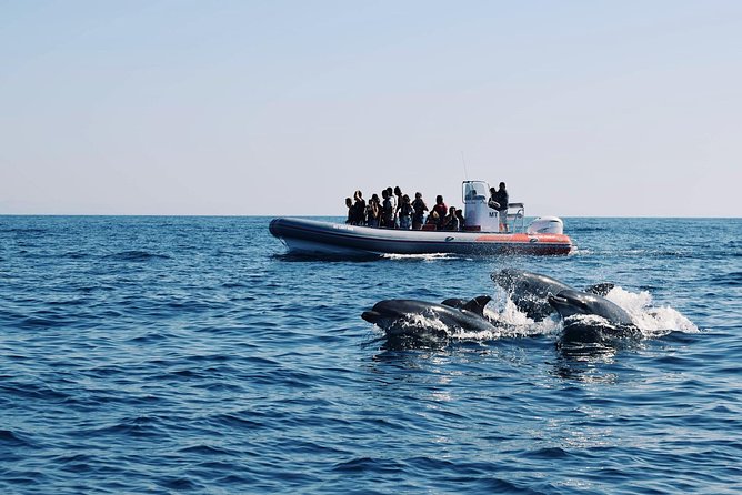 Dolphins Search and Benagil Caves from Albufeira - Key things to know before you go
