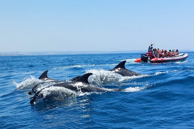 Dolphins Search and Benagil Caves from Albufeira - From Albufeira Marina to Allboat: the setup that matters