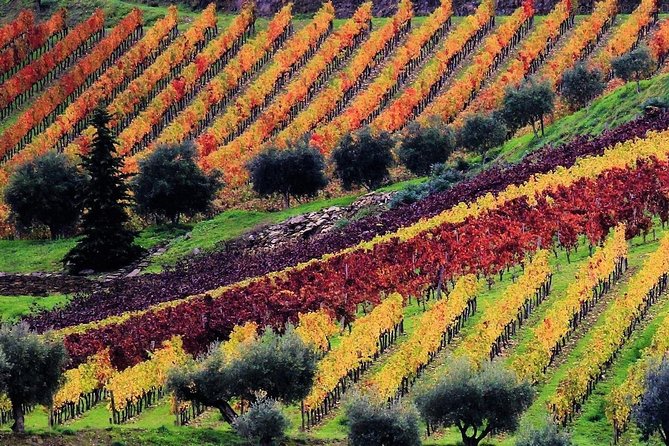Douro Valley - Relaxed Departure from Porto - Peso da Régua Viewpoint: The Douro’s Scale in 30 Minutes