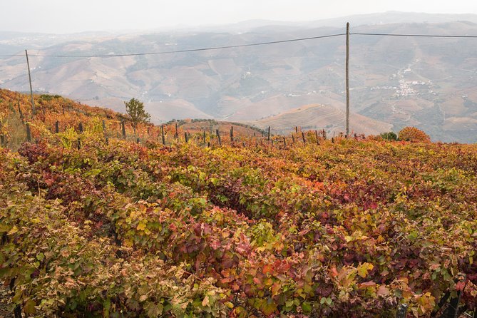 Douro Valley Small-Group Tour with Wine Tasting, Lunch and Boat - The Porto to Douro drive, and why N222 and Pinhão matter