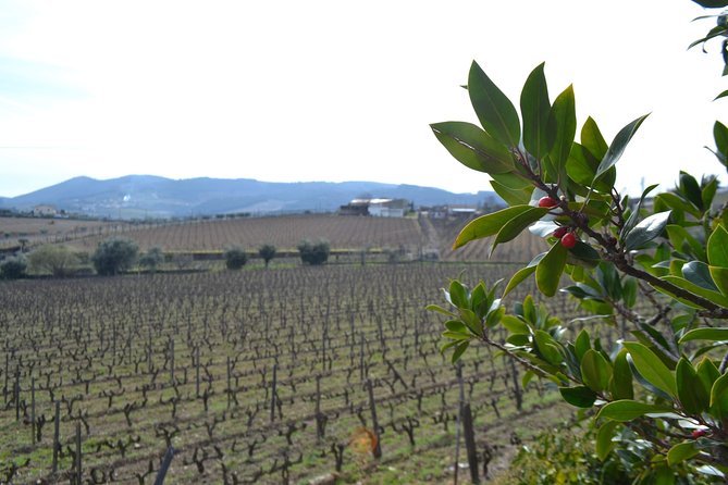 Douro Valley Tour: 2 Vineyard Visits, River Cruise, Winery Lunch - Timing and comfort: a long day, but usually smooth