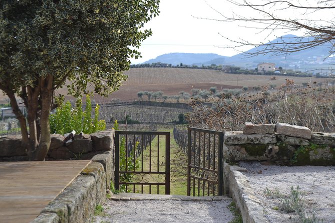 Douro Valley Tour: 2 Vineyard Visits, River Cruise, Winery Lunch - Alcohol, motion, and packing tips that make the day easier