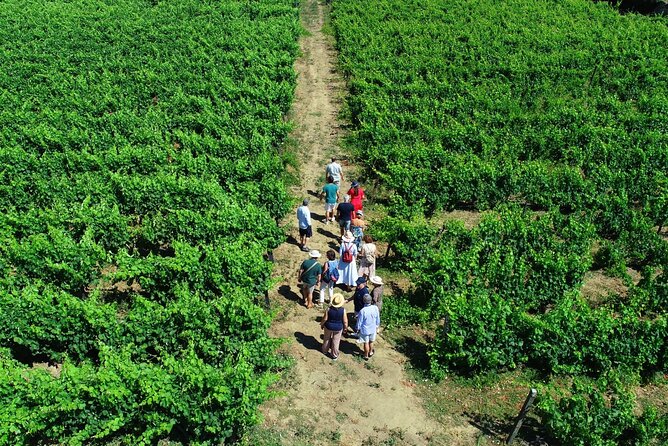 Douro Valley Tour - 3 Wine tastings, Lunch & river Cruise - From Porto to the Douro Valley, in a day that stays organized
