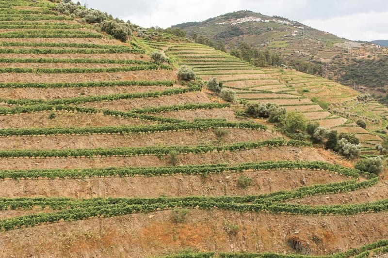 Douro Valley: Tour with Wine Tastings, Lunch, and Boat Ride - What About the Wines You Taste, and How to Enjoy Them