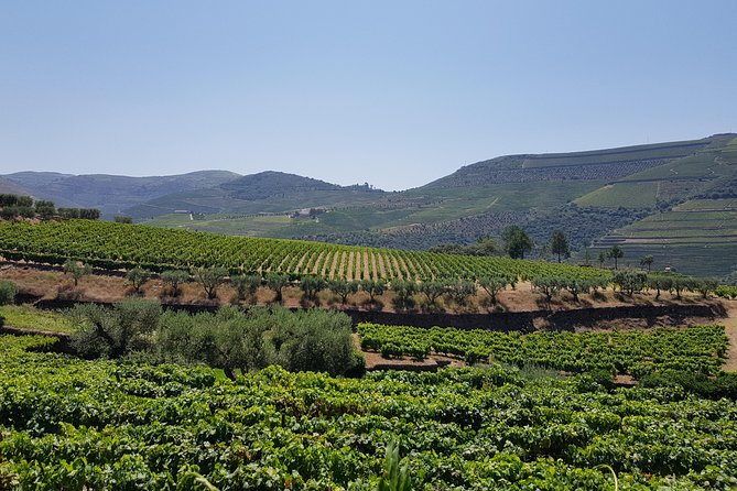 Douro Valley Wine Tour: 3 Vineyard Visits, Wine Tastings, Lunch - Lunch near Pinhão: vineyard meal with wine pairing