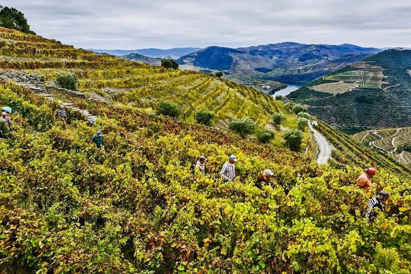 Douro Valley with Two Winery, Boat Trip and Lunch From Porto - Price and value: is $167 for 10 hours worth it?