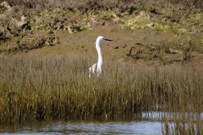 Eco Boat Tour in the Ria Formosa Lagoon from Faro - Price and value: is $30.23 for an hour worth it?