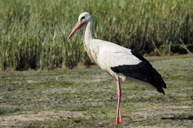 Eco Boat Tour in the Ria Formosa Lagoon from Faro - Should you book? My honest decision guide