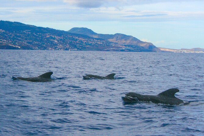 Eco-Friendly Catamaran Dolphin and Whale Watching - Onboard Comfort on an Eco Catamaran (Yes, the Toilets Matter)