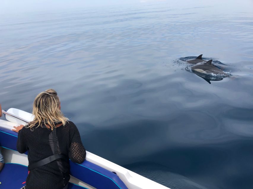Faro: Dolphin and Wildlife Watching in the Atlantic Ocean - Key highlights you should care about
