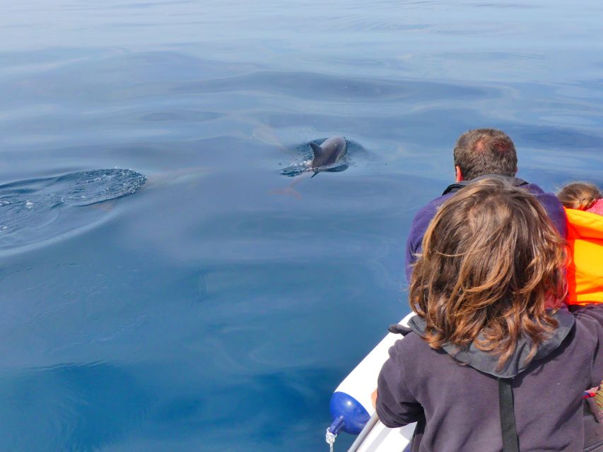 Faro: Dolphin and Wildlife Watching in the Atlantic Ocean - Price check: is $76 per person good value?