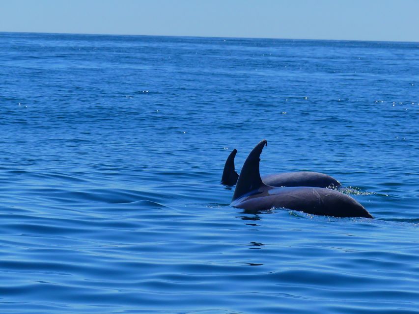 Faro: Dolphin and Wildlife Watching in the Atlantic Ocean - Faro to the Atlantic: why this dolphin trip feels different