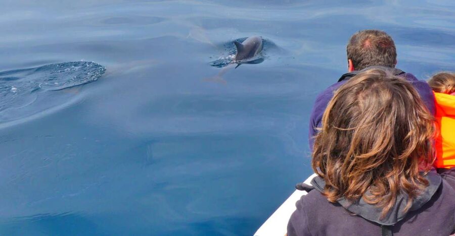 Faro: Dolphin and Wildlife Watching in the Atlantic Ocean - What the 2.5-hour flow actually feels like