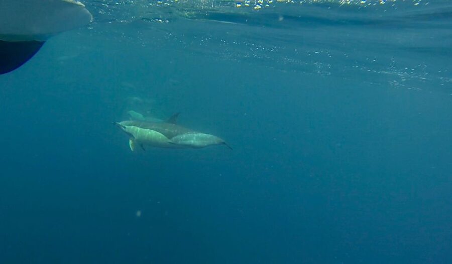 Faro: Dolphin and Wildlife Watching in the Atlantic Ocean - Out at sea: how the marine biologists search for dolphins, whales, and porpoises