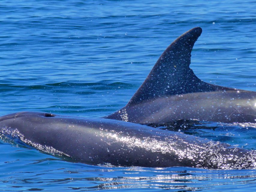 Faro: Dolphin and Wildlife Watching in the Atlantic Ocean - The 30-minute wildlife watching window (and why it is structured)