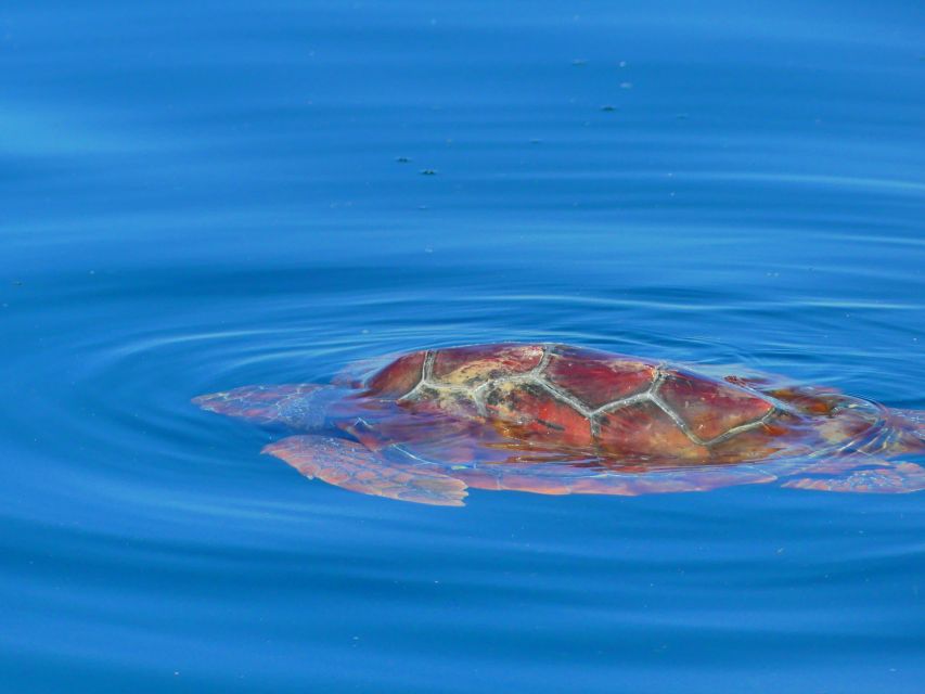 Faro: Dolphin and Wildlife Watching in the Atlantic Ocean - What you might see beyond dolphins