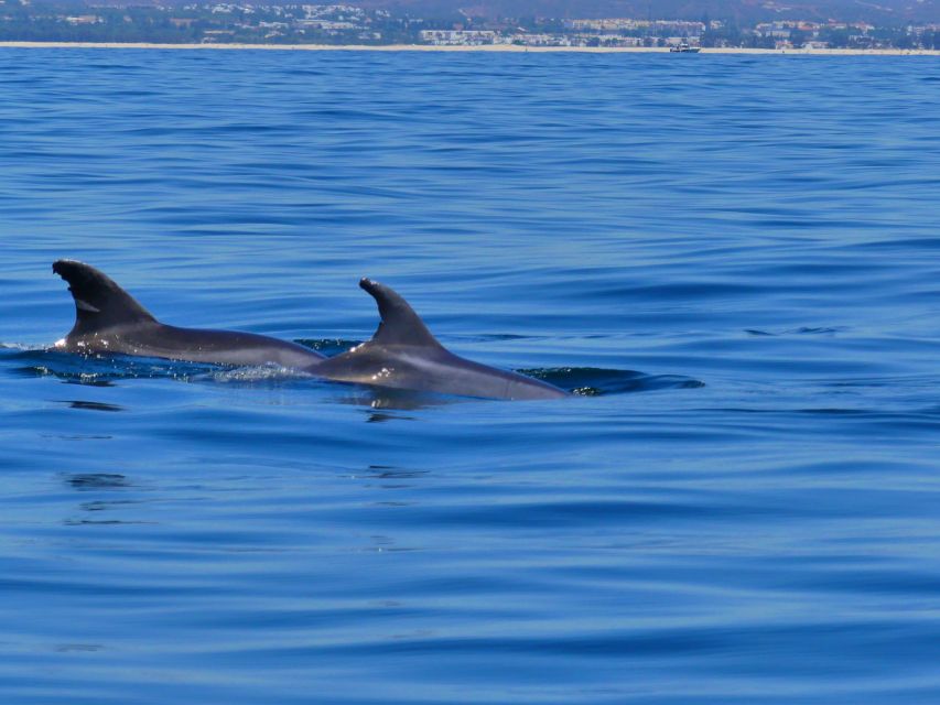 Faro: Dolphin and Wildlife Watching in the Atlantic Ocean - Boat ride reality: wind, spray, and that fast-water feel