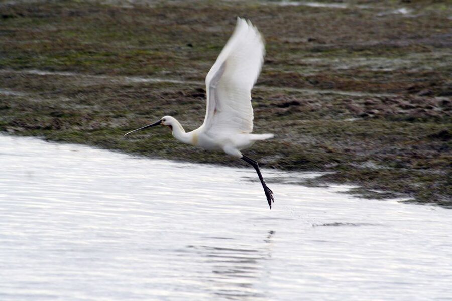 Faro: Eco-Friendly Ria Formosa Bird Watching in Solar Boat - Key things that make this birding trip worth your time