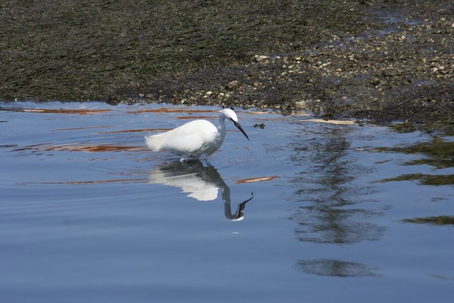 Faro: Eco-Friendly Ria Formosa Bird Watching in Solar Boat - FAQ
