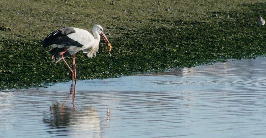 Faro: Eco-Friendly Ria Formosa Bird Watching in Solar Boat - Faro’s Ria Formosa: where tides turn birding into a moving target