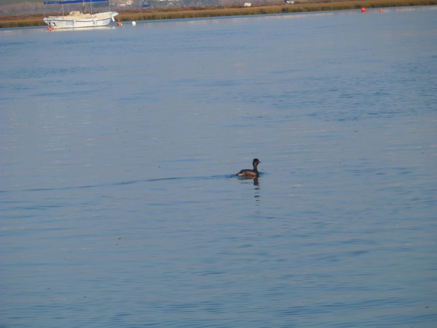 Faro: Eco-Friendly Ria Formosa Bird Watching in Solar Boat - Rua da Porta Nova meeting point: what to expect before you leave the dock