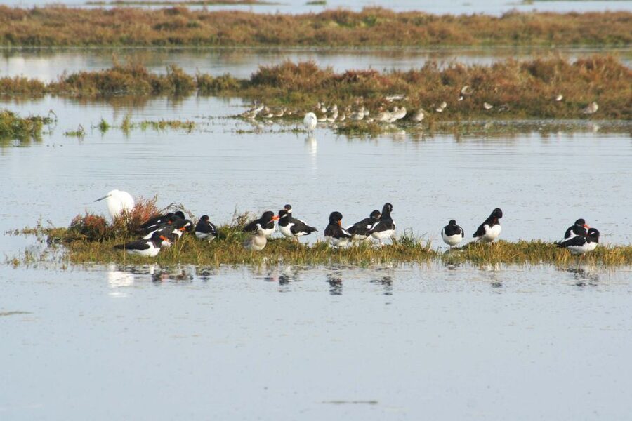Faro: Eco-Friendly Ria Formosa Bird Watching in Solar Boat - What you can spot: ospreys hunting, waders feeding, and flamingos when timing helps