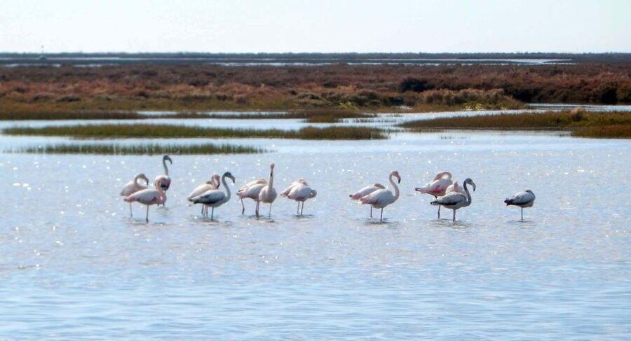 Faro: Eco-Friendly Ria Formosa Bird Watching in Solar Boat - Practical tips for two hours of Faro wetlands