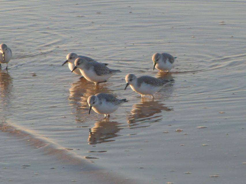 Faro: Eco-Friendly Ria Formosa Bird Watching in Solar Boat - Should you book this eco-friendly Faro bird-watching boat?