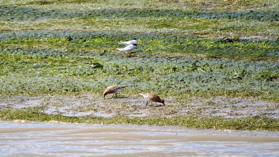 Faro: Ria Formosa Boat Tour by Eco-Friendly Solar Boat - Who should book the Faro Ria Formosa solar boat tour