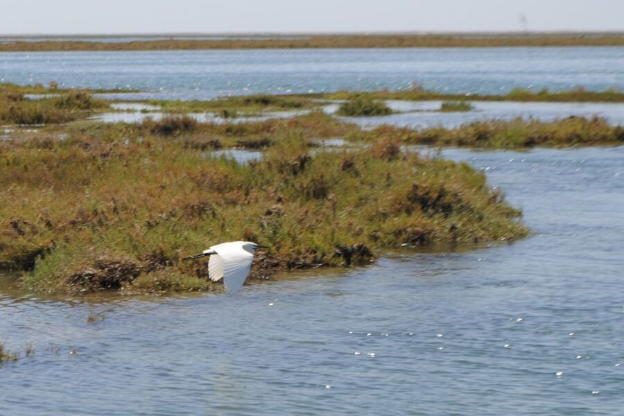 Faro: Ria Formosa Lagoon Small Boat Tour with Local Guide - Seeing Faro’s Old Town Walls From the Water