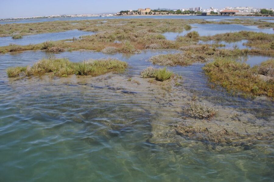 Faro: Ria Formosa Lagoon Small Boat Tour with Local Guide - What to Wear and Bring for a Comfortable Ride