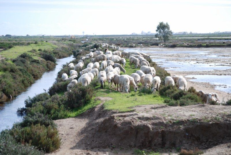 Faro: Ria Formosa Natural Park Segway Tour & Birdwatching - Key highlights you will feel right away