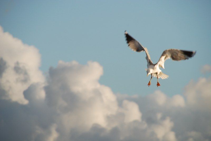 Faro: Ria Formosa Natural Park Segway Tour & Birdwatching - Who should book this tour (and who might not)