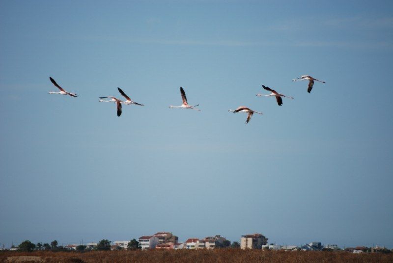 Faro: Ria Formosa Natural Park Segway Tour & Birdwatching - What you learn along the way: plants, birds, and wetland logic