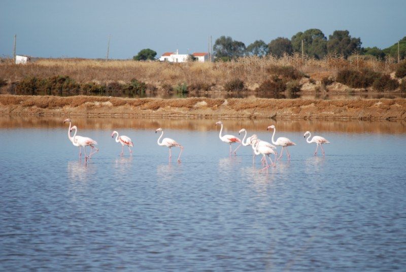 Faro: Ria Formosa Natural Park Segway Tour & Birdwatching - How the group stays friendly: private tour, controlled pace
