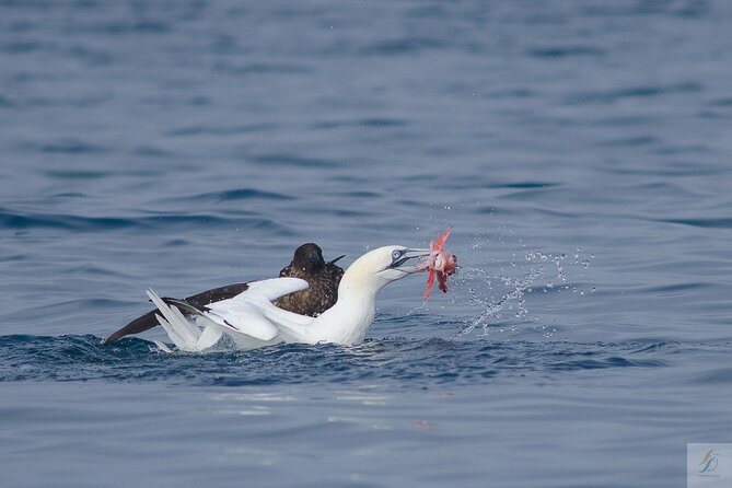 Feathers & Scales - Setting Sail From Recreio do Bom Sucesso
