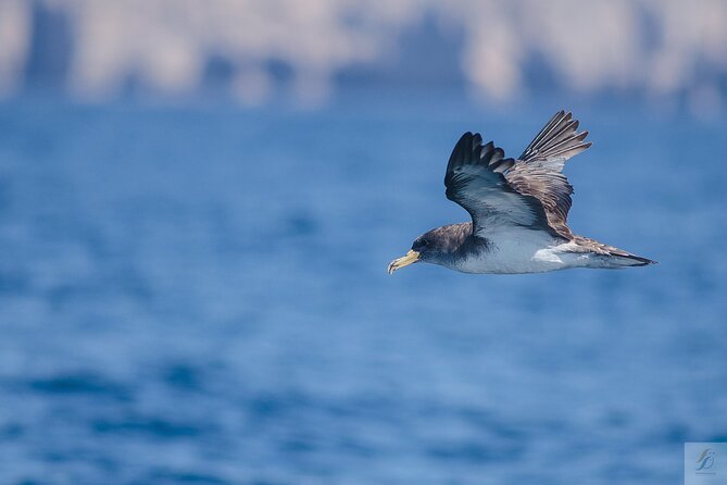 Feathers & Scales - Boat Comfort: How to Prepare for Bouncing on a Fast Trip