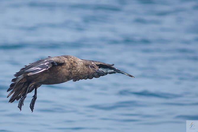 Feathers & Scales - Price and Value: What $84.69 Buys in Real Ocean Time