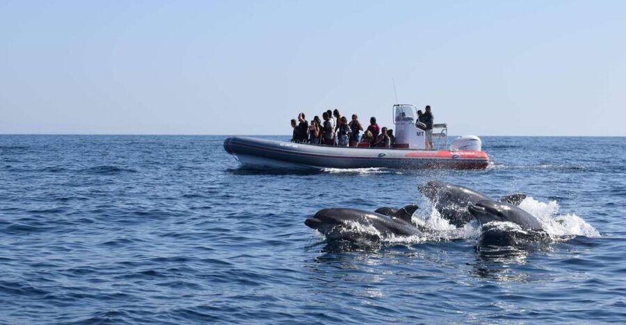From Albufeira: Benagil Caves and Dolphins Guided Boat Tour - Key Highlights You’ll Actually Care About