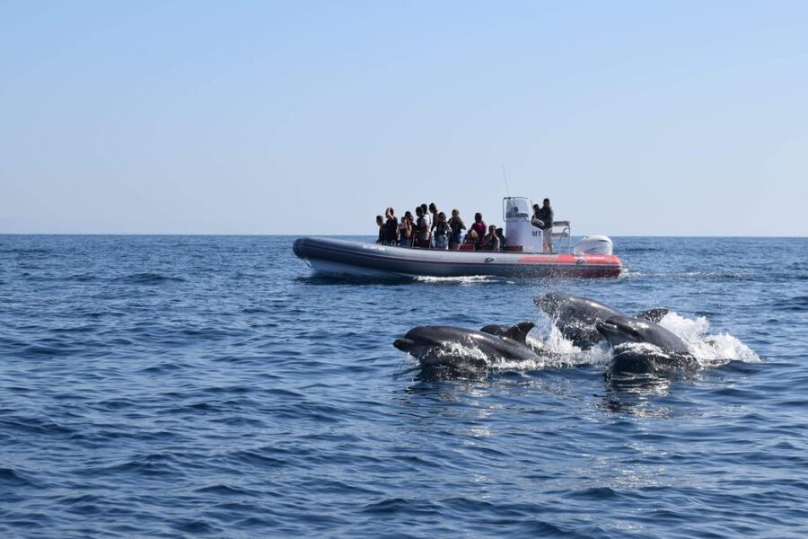 From Albufeira: Benagil Caves and Dolphins Guided Boat Tour - From Albufeira Marina to Benagil Caves, in One Smooth Ride