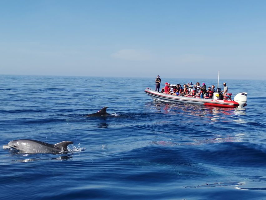 From Albufeira: Benagil Caves and Dolphins Guided Boat Tour - Entering the Benagil Area: Caves, Secret-Looking Beaches, and Rock Formations