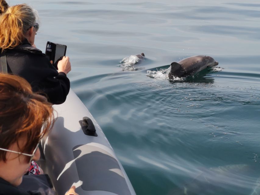 From Albufeira: Benagil Caves and Dolphins Guided Boat Tour - Dolphin Spotting Along the Algarve: The Thrill, Without the Guarantee