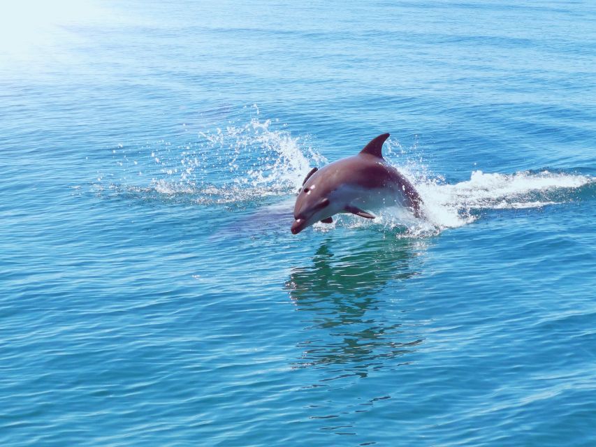 From Albufeira: Benagil Caves and Dolphins Guided Boat Tour - Value Check: Is $35 Worth It?
