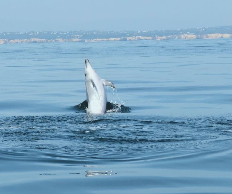 From Albufeira: Benagil Caves and Dolphins Guided Boat Tour - What to Bring (So the Day Stays Fun)