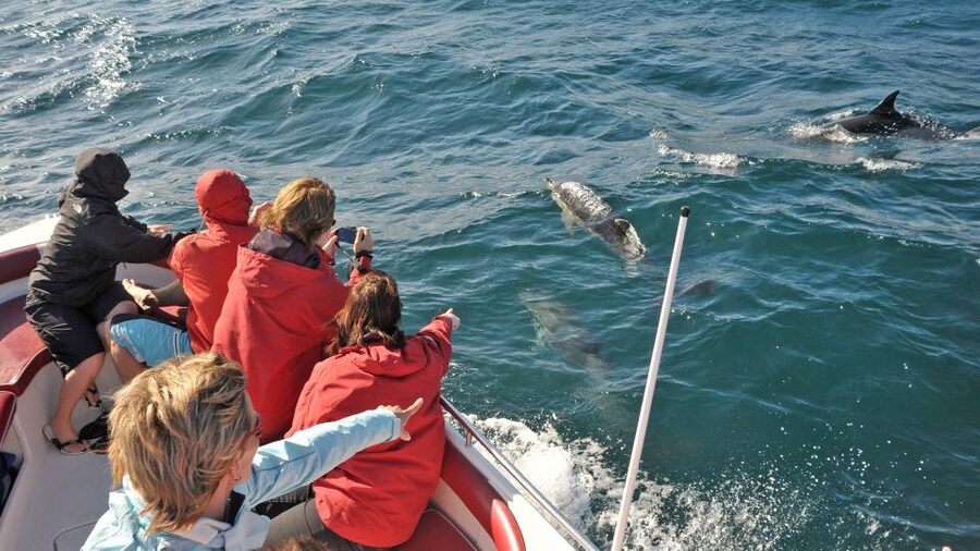 From Albufeira: Dolphins and Caves 2.5-Hour Boat Trip - Quick hits
