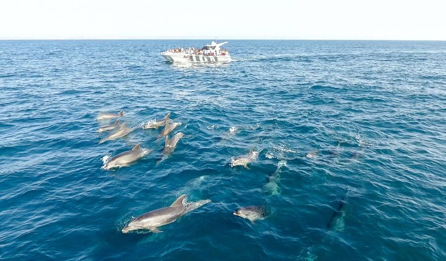 From Albufeira: Dolphins and Caves 2.5-Hour Boat Trip - Should you book this dolphins and caves catamaran from Albufeira?