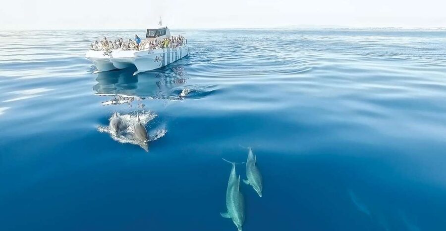 From Albufeira: Dolphins and Caves 2.5-Hour Boat Trip - Why this 2.5-hour Albufeira trip feels like an Algarve greatest-hits sampler