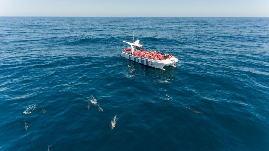 From Albufeira: Dolphins and Caves 2.5-Hour Boat Trip - Dolphin spotting in the open water: what you can expect and what you can’t control