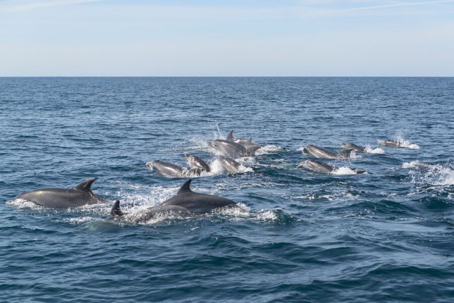 From Albufeira: Dolphins and Caves 2.5-Hour Boat Trip - Staying warm and dry: what to pack for a fast catamaran ride